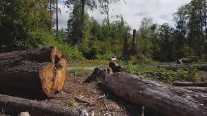Best Root Management and Removal  in Foley, MN